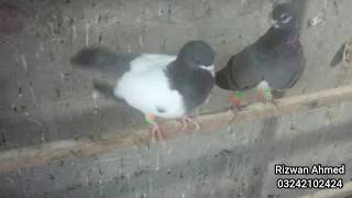 Khaal kabootar Pigeons For Sale..|| burkha posh.