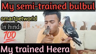 My semi trained Bulbul 🤩llMy trained Heera 🤩🔥❤️ ll Progress video 🙏