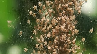 100s of baby spiders #spider #reels #creepy #halloween