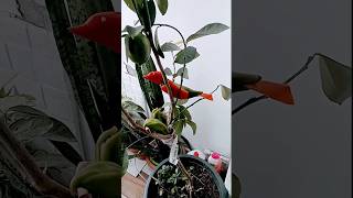 Did you made a bird from peppers #nature #relaxingmusic #relaxing#diy#diycrafts  #animals