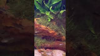 #fish #fishaquarium #beautiful #fishtank #aquascape #youtubeshorts