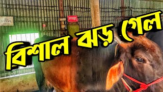 গরুগুলা সুস্থ হওয়ার পথে || Purbasha Agro