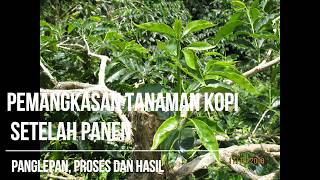 Pemangkasan Tanaman Kopi Setelah Panen PLP atau Panglepan