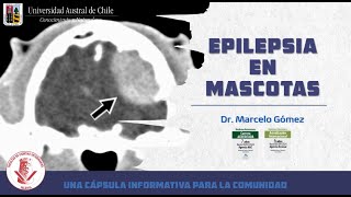 Medicina Veterinaria en 10 minutos - EPILEPSIA EN MASCOTAS - Dr. Marcelo Gomez UACh Valdivia, Chile