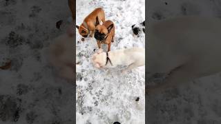 Мастино и французские бульдоги. /Mastino and French Bulldogs. #shorts