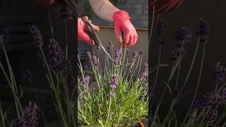 Giving my lavender a chop, to start drying a few of the flower heads! #garden #lavender