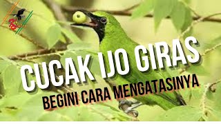 Burung cucak ijo Giras !! Ini Solusinya