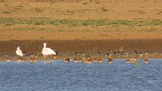 Una splendida calata di Pittime reali ( Limosa limosa )