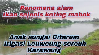 penomena alam di sungai Citarum ikan sejenis keting atau lundu mabok pada muncul di permukaan