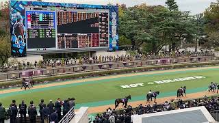 【ほぼ無観客パドック】第162回 天皇賞（秋）勝ち馬アーモンドアイ 2020.11.1