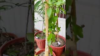 ये 10 फलों के पोधे आपको गमलों में देंगें फल #viralreels #prank #harvesting #fruit #terracegardening