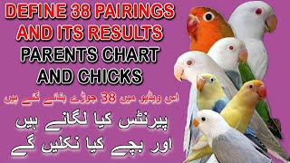 DISCUSS 38 PAIRINGS OF LOVEBIRDS MUTATIONS AND IT'S RESULTS | EASY TO LEARN FOR NEW FANCIER'S | AABI