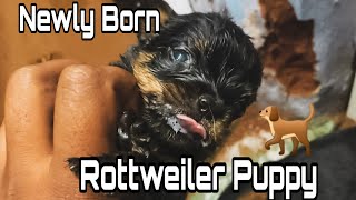 Newly Born Rottweiler Puppy | Mother Vincy | Puppy Jessica