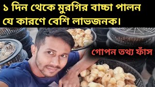 যে পদ্ধতিতে মুরগির বাচ্চা পালন বেশি লাভজনক।