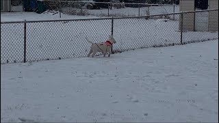 White Bull Terrier (5 Months) First Time In The Snow ❄️⚪️🐩