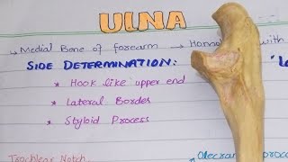 Ulna Bone [ BD Chaurasia's Chp 2]