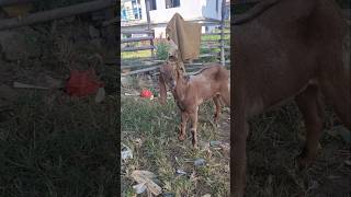 Red Goat For Dashain | Dashara Mutton