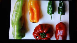 My peppers and tomatoes 2012 part 2. What are peppers and where did they come from?