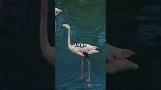 Amazing Facts About Flamingos!