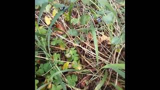 Lantana Edible Fruit