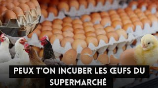 Peux t'on incuber les œufs du supermarché ?