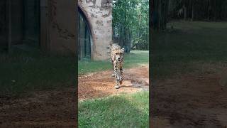 A cheetah’s flexible spine allows it to cover 7-8 meters in a single stride.