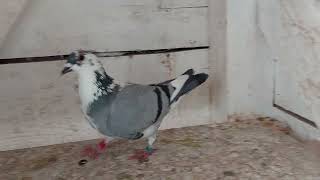 Racing pigeon Org. Marcel Wouters