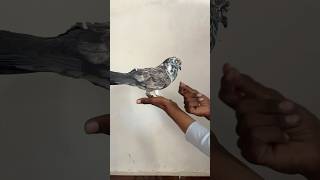 Rocky kabutar #pigeon #shots #video #viralvideos #viwes