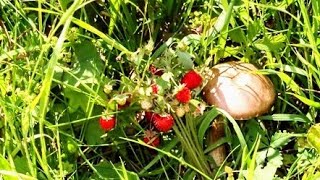 ВОЛШЕБНЫЙ, ГРИБНОЙ ДОЖДЬ/ Magic, Mushroom Rain