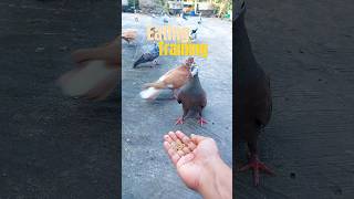 Eating training of pigeon #pigeon