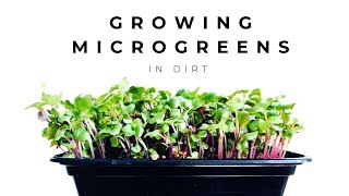 Growing Microgreens in Dirt | Oh Happy Mei