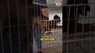 Rescue of a wild fox in need