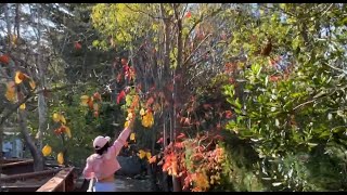 1st Harvest Persimmons, Apples, Lemons, Pomegranates, Figs, etc.