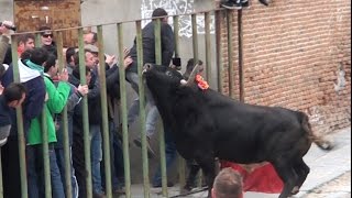 Cornada en el Escroto YoTaurino.net, Toros de San Nicolas en Madrigal de las Altas Torres.