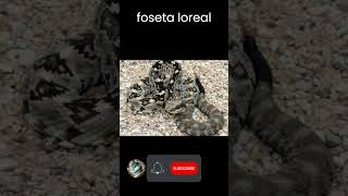 El Sigiloso Poder de la Serpiente Cascabel y su Foseta Loreal.