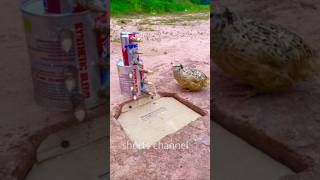 Unique Bird Trap using Giant stick #Traps #shorts