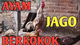 AYAM JAGO BERKOKOK DI PAGI HARI!! KUKURUYUUUUUKK...