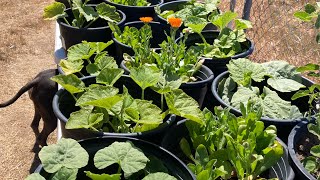 Summer Garden Seedlings Batch #1