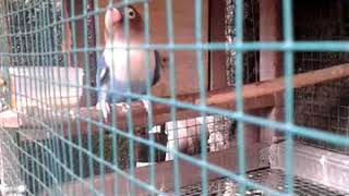 Lovebird Dewi Shinta (duta LMI)