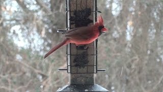 A Snowy Day at the Bird Feeder