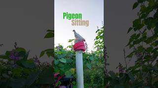 Pigeon sitting