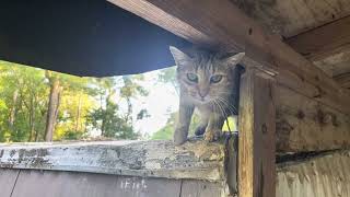 Roofcat, post hole digging, concrete setting