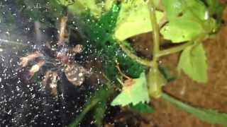 Green Bottle Blue (Chromatopelma Cyaneopubescens) sling having a midnight drink