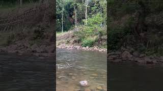 Mesmerizing Buffalo Bathing in the Wild: Nature's Most Serene Spectacle #shorts