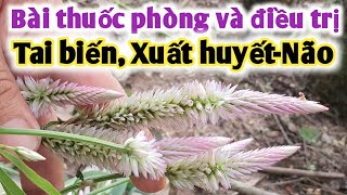 Bài thuốc trị tai biến, xuất huyết não, cao huyết áp, mắt có màng mủ. PHAN HẢI Vlog.