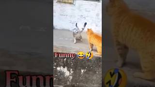 New Funny Animals Video | Cat slap funny video 😂 #shorts #cat