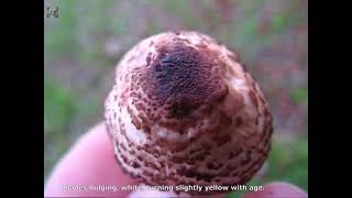 Lepiota brunneoincarnata. Champimaginatis. English Text.