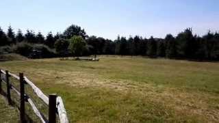 Nordevind Maya, 21 months, in a sheepdog trial