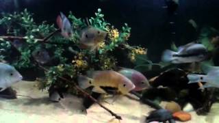 American cichlid community