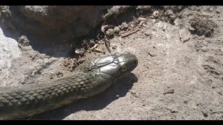 Dice Snake - Natrix tessellata - Pissed off, hissing like a viper